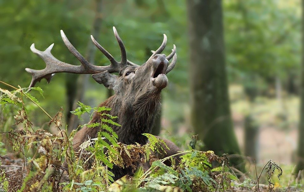 ...Au fond des bois...