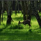 Au fond des bois...