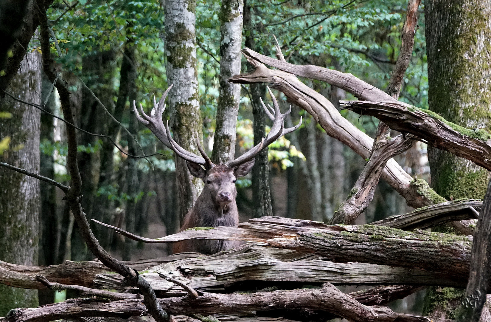 Au fond des bois....