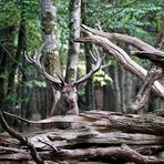 Au fond des bois....