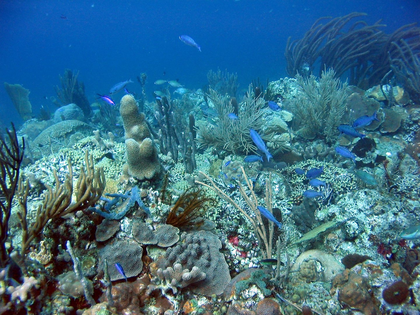 au fond des caraïbes