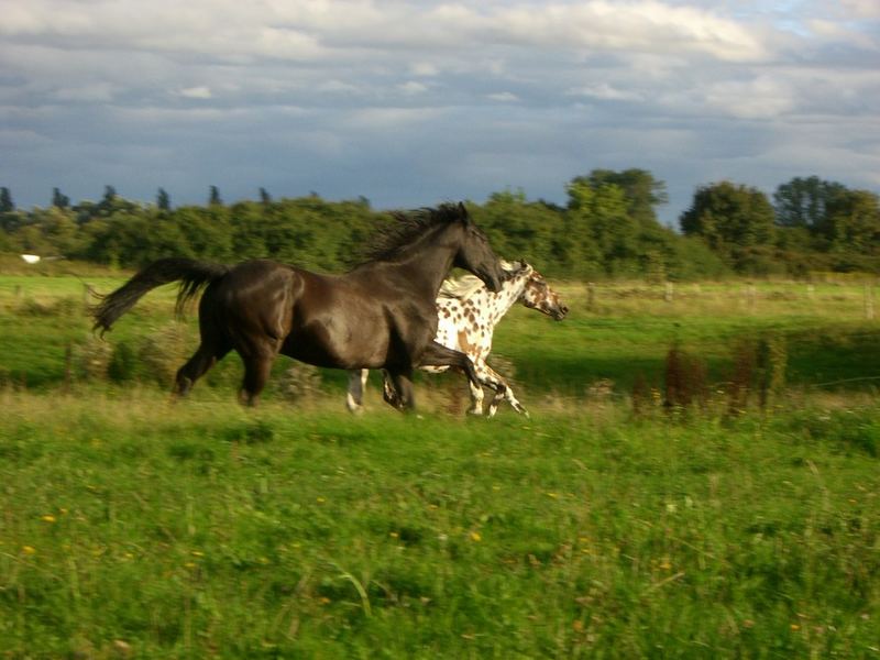 Au galop!