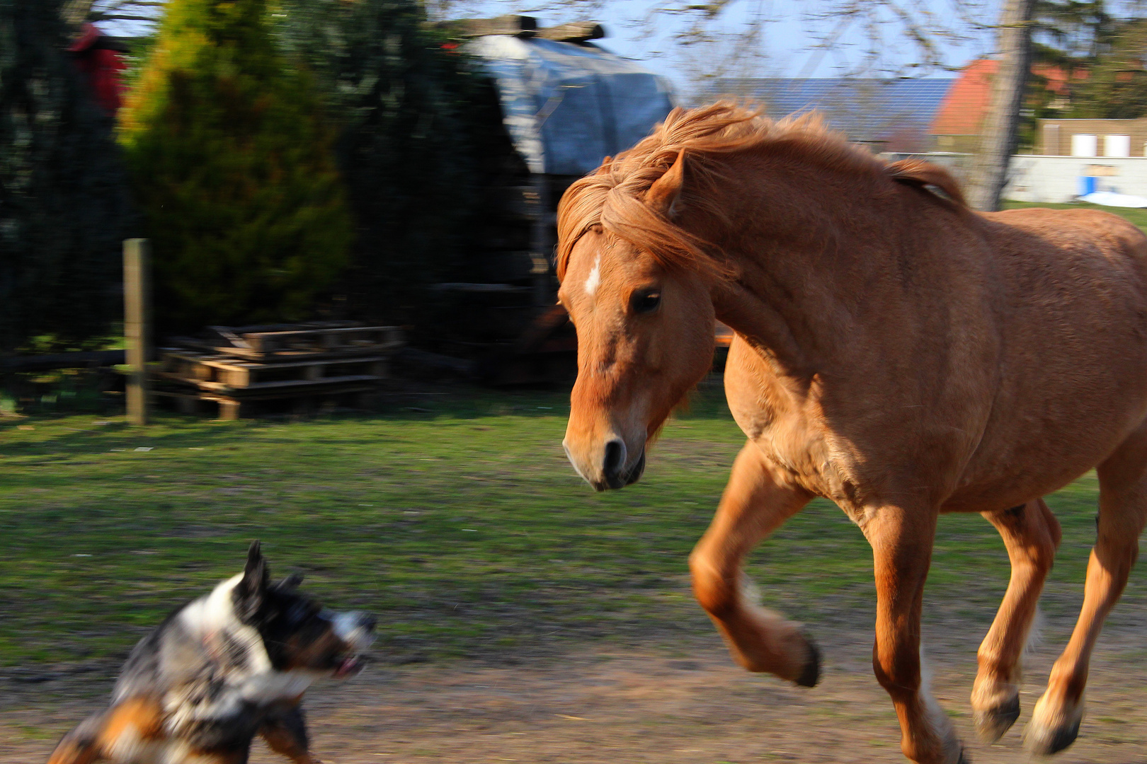 au galop