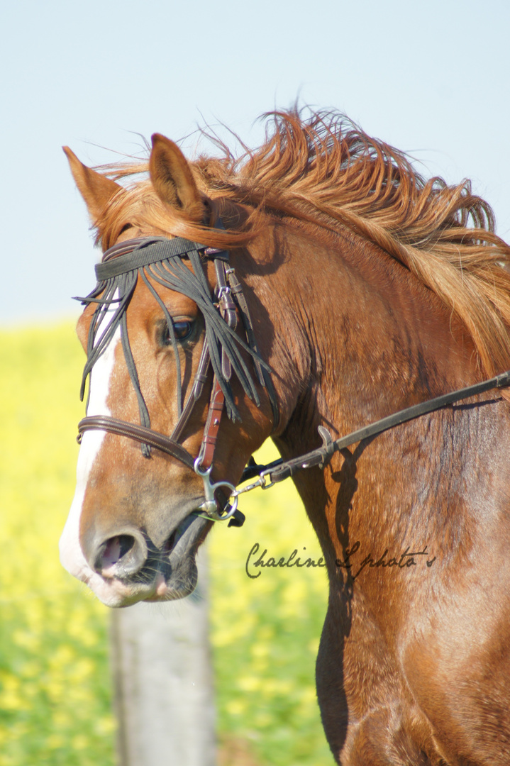 Au Galop !