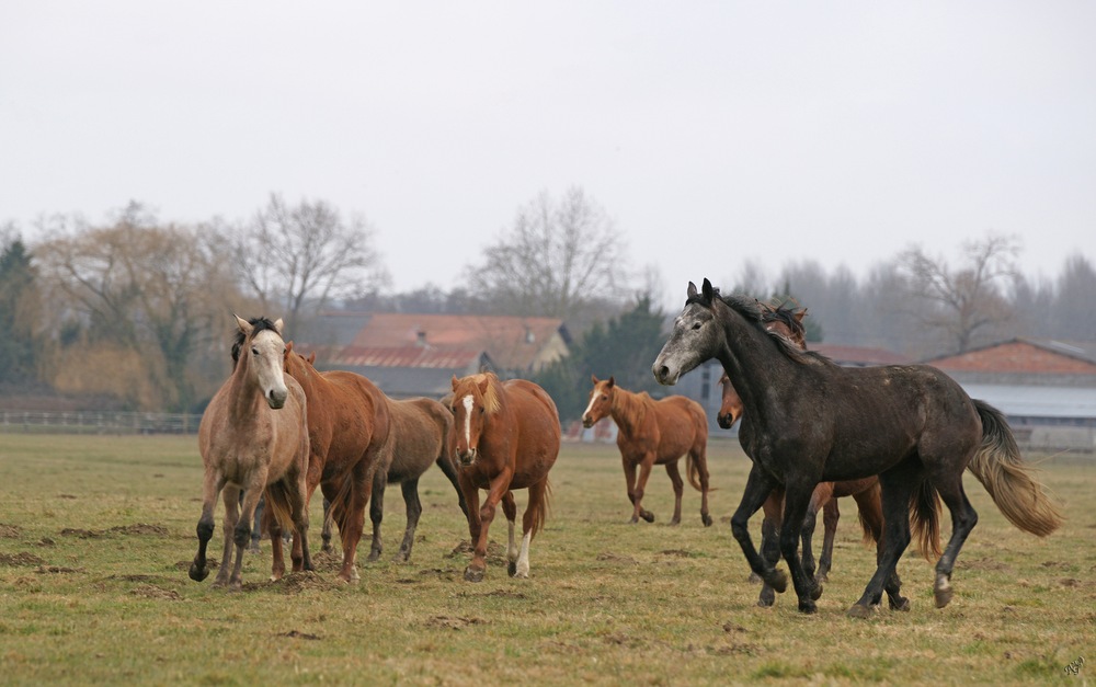 Au galop dans la prairie