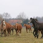 Au galop dans la prairie