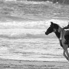 Au galop dans le sable.