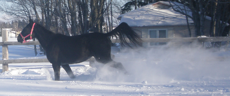 Au galop