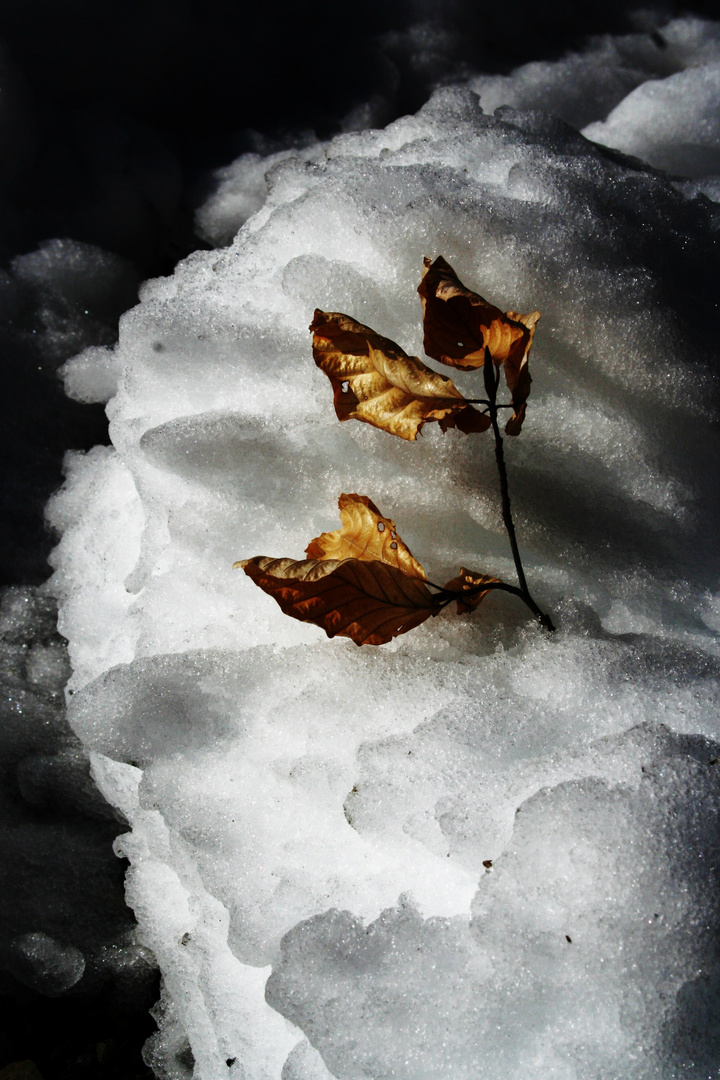 Au gré des vents et des neiges ...