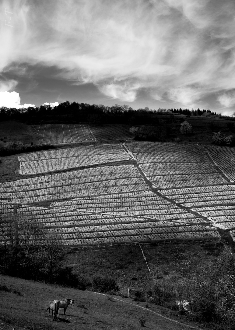 au gres des vignes (2)