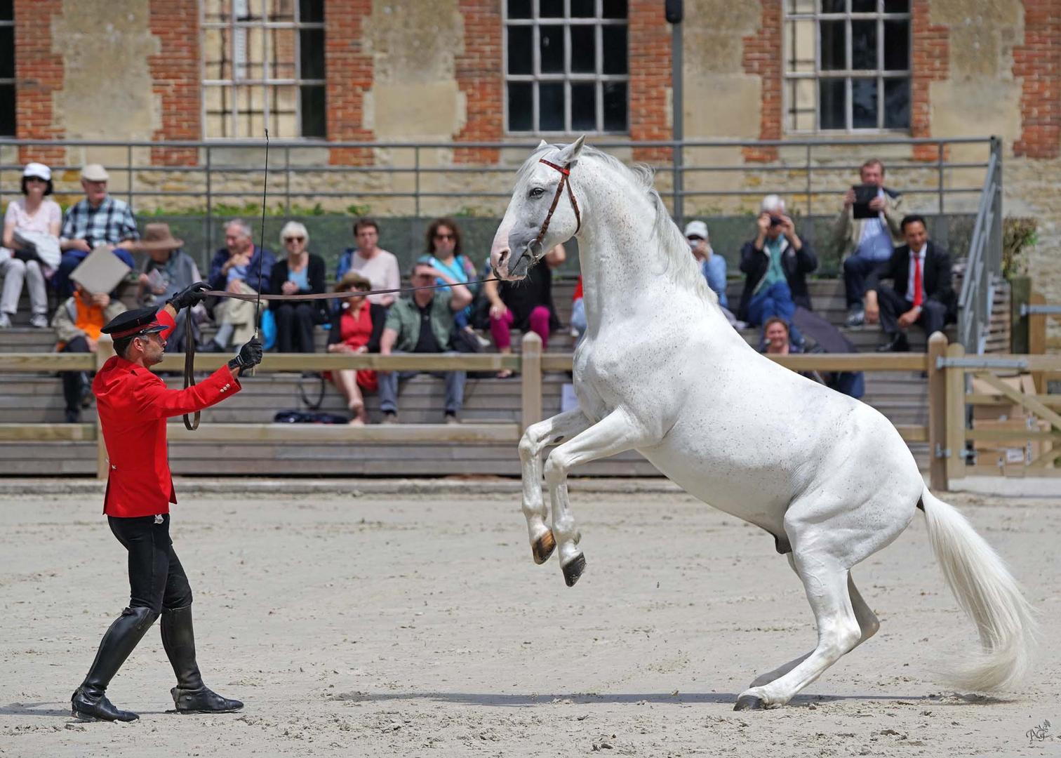 Au Haras du pin ....