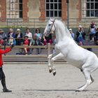 Au Haras du pin ....