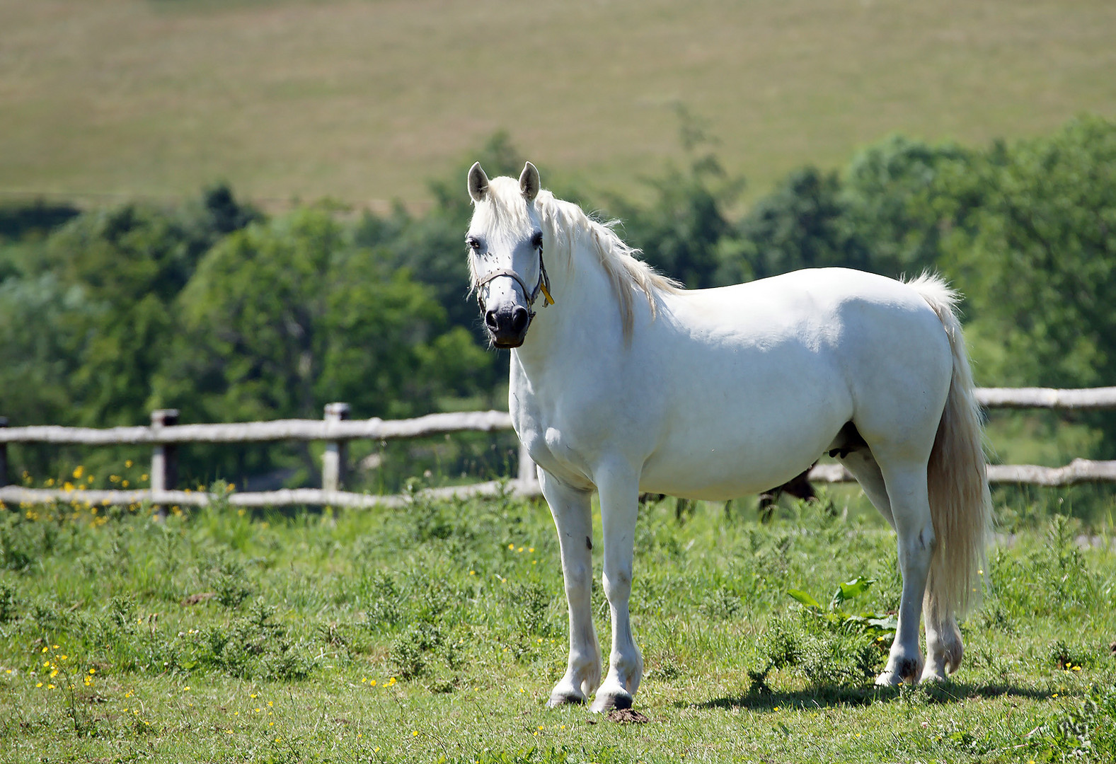 Au Haras du Pin