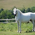 Au Haras du Pin