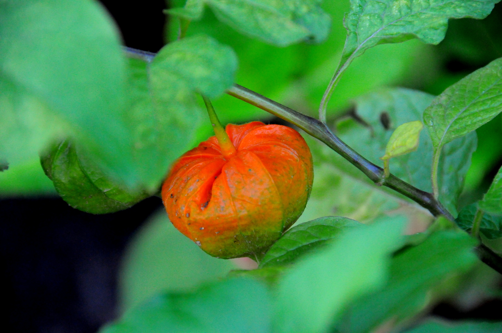 au hasard du jardin