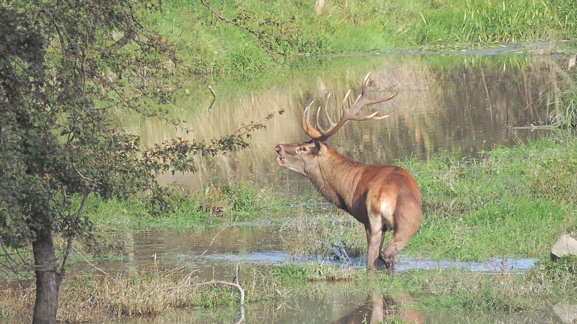 Au-Hirsch in der Brunftt