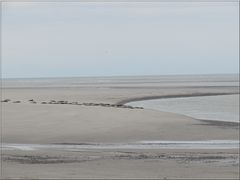 ..Au Hourdel, baie de somme..