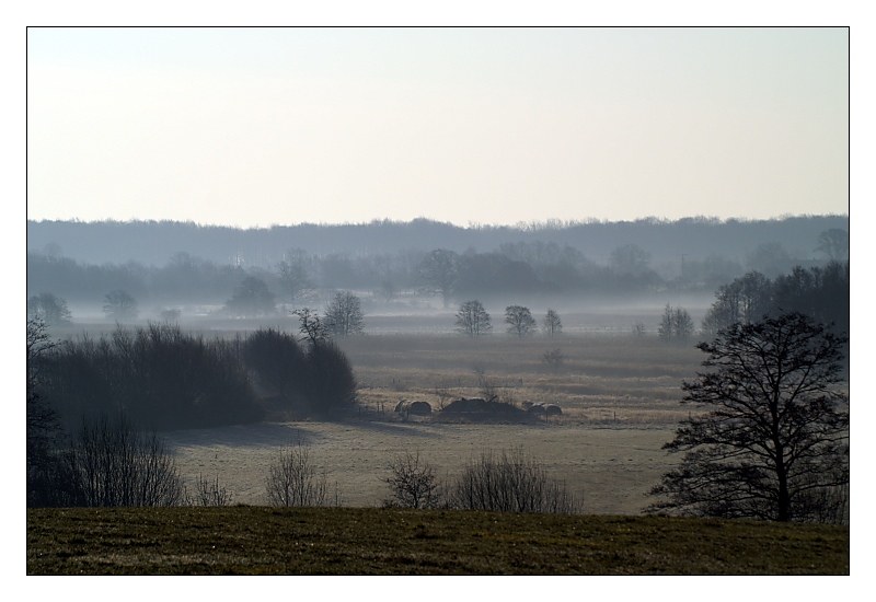 Au im Nebel