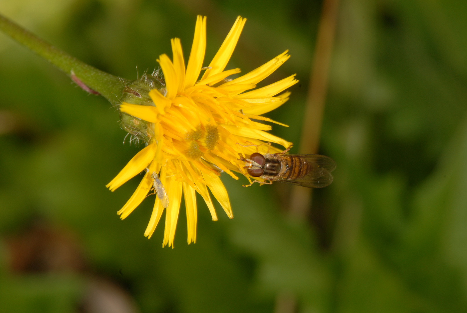 au jardin 2