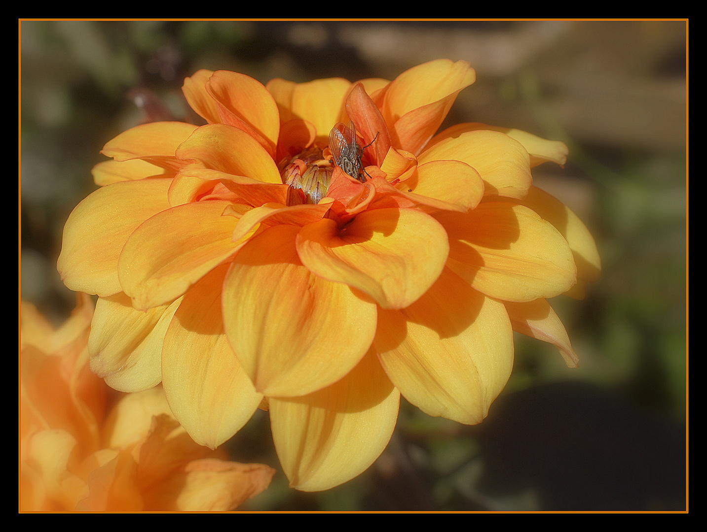 au jardin