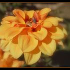 au jardin