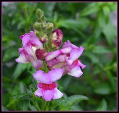 au jardin