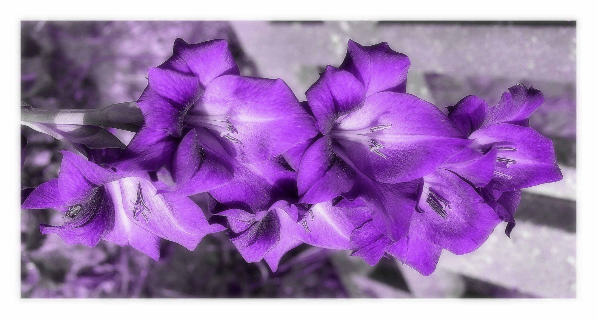 au jardin