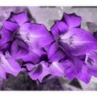 au jardin