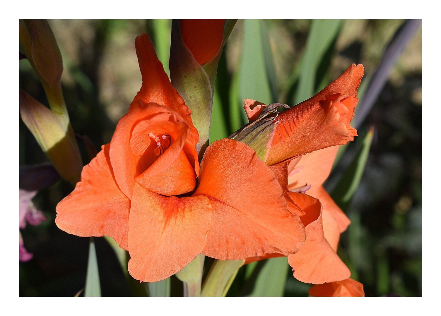 au jardin