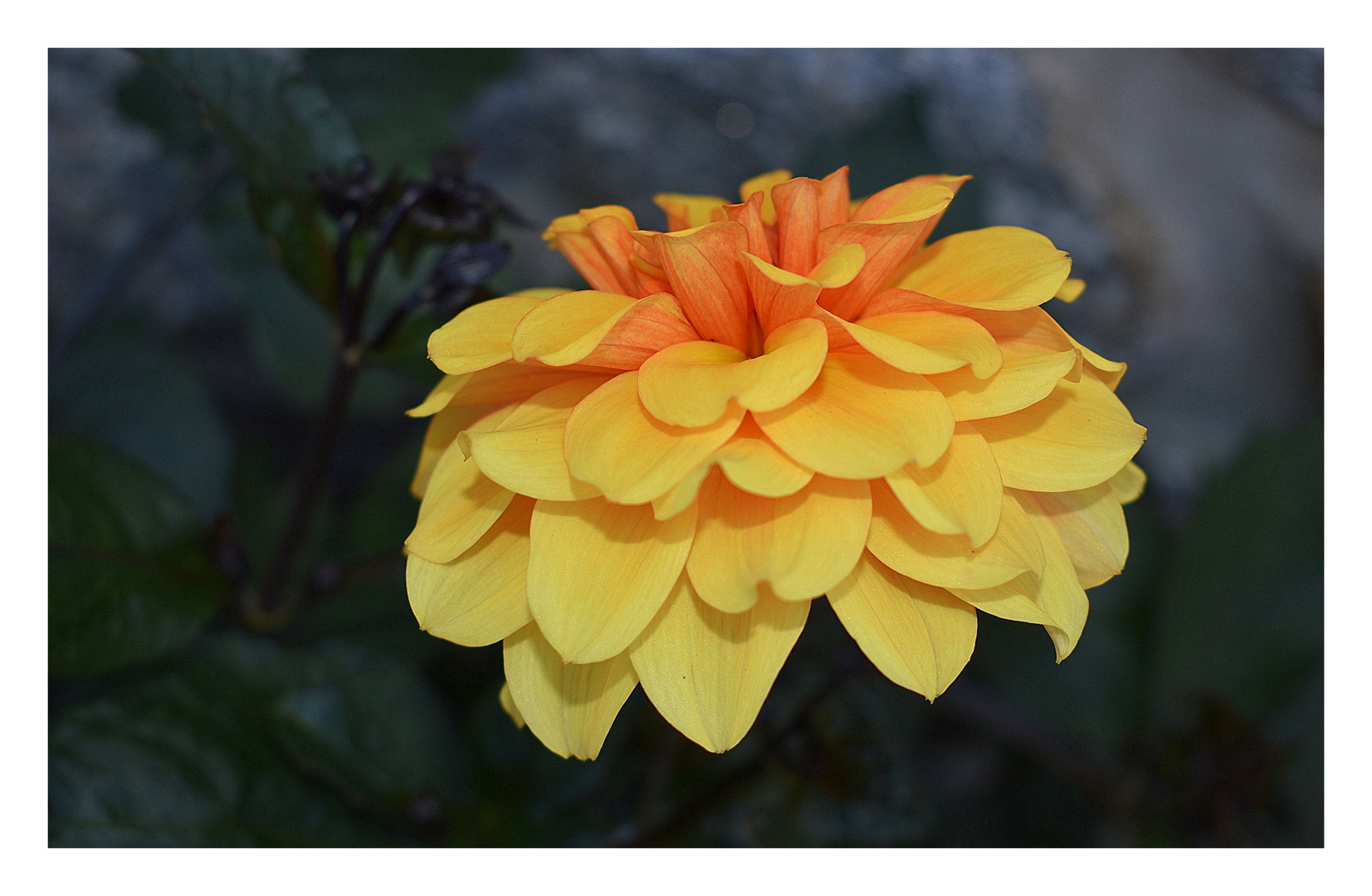 au jardin