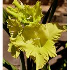 au jardin