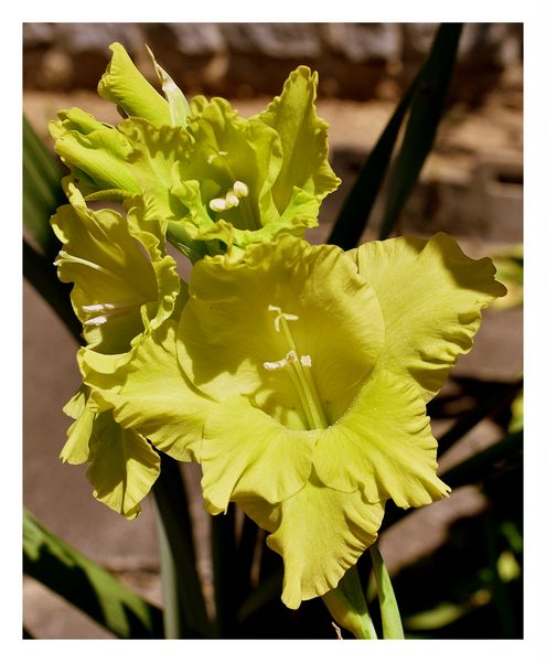 au jardin