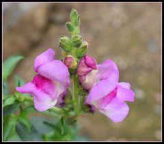 au jardin