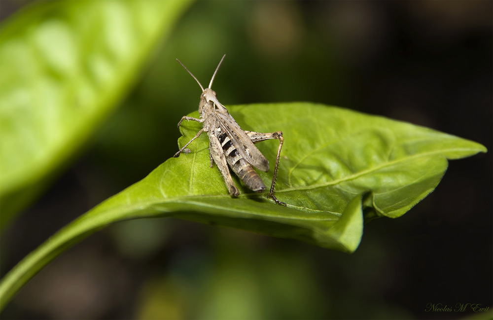 Au jardin