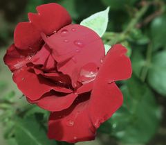 au jardin après la pluie...