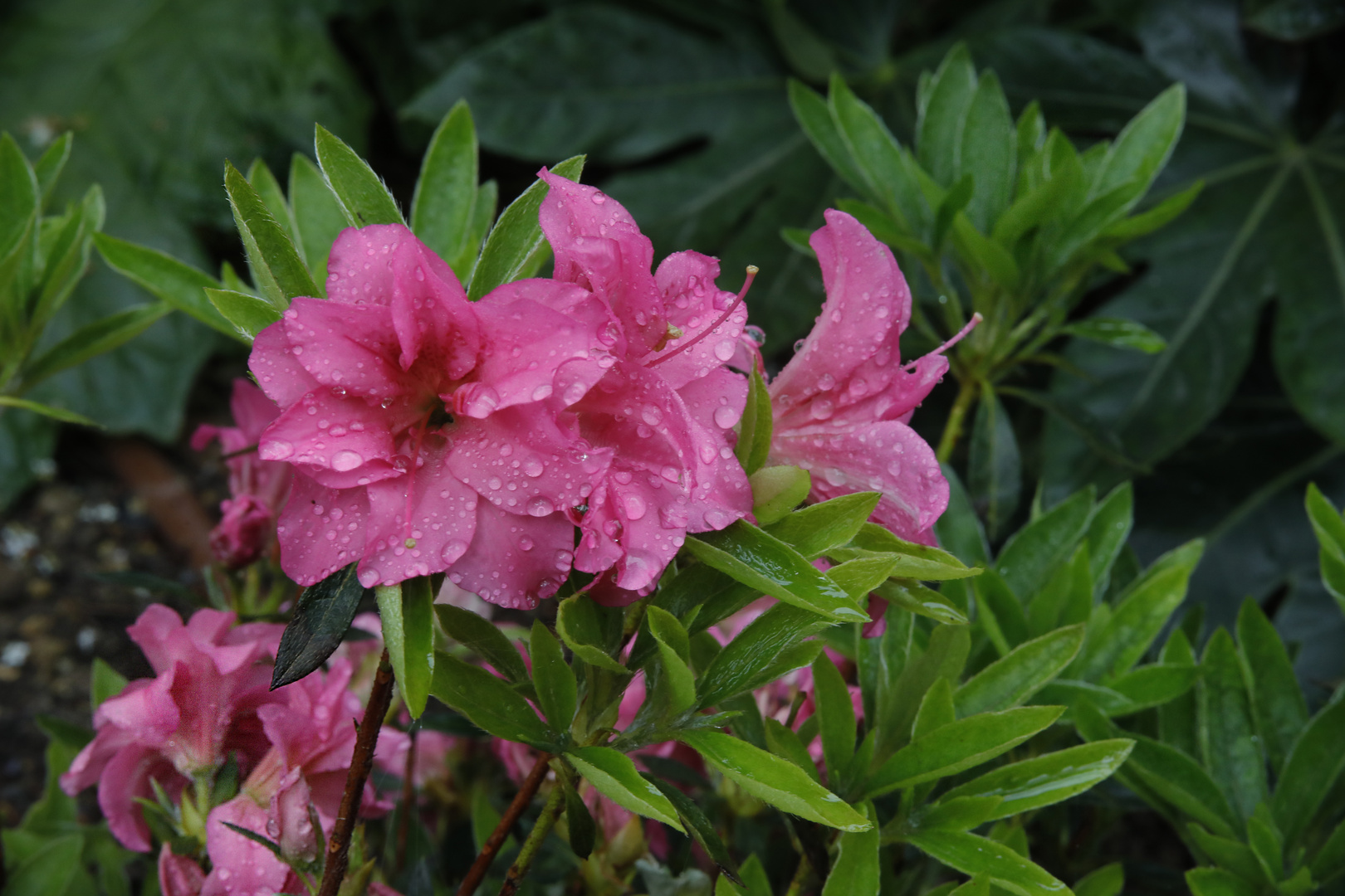 Au jardin aprés la pluie