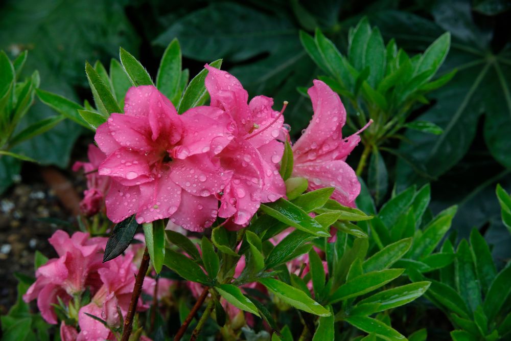 Au jardin aprés la pluie