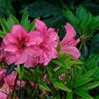 Au jardin aprés la pluie