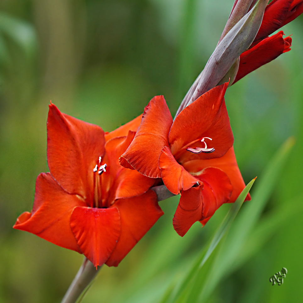 Au jardin, bientôt la fin des glaîeuls