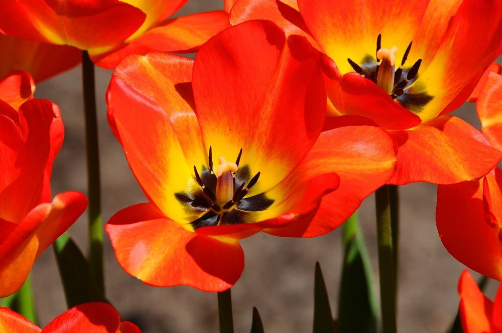 Au Jardin Botanique