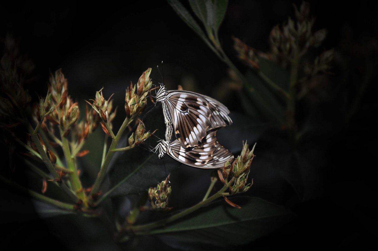 Au Jardin Botanique