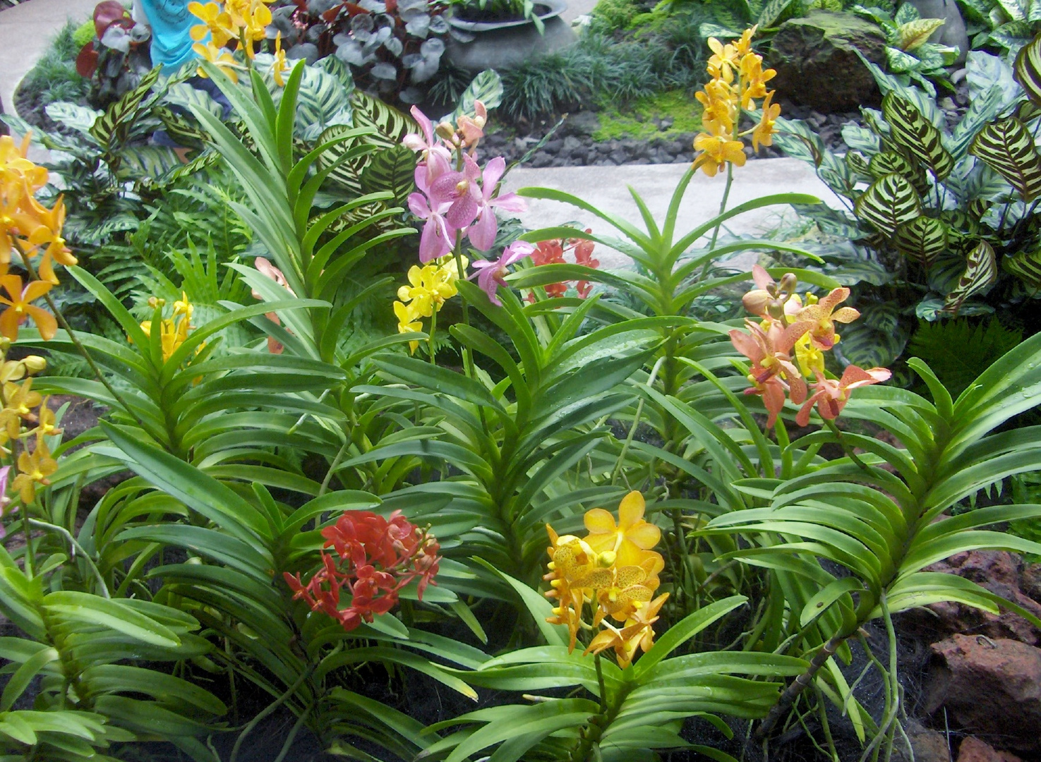 Au jardin botanique de Singapour