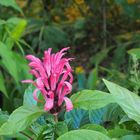 Au jardin botanique du Val Rahmeh   -  Menton