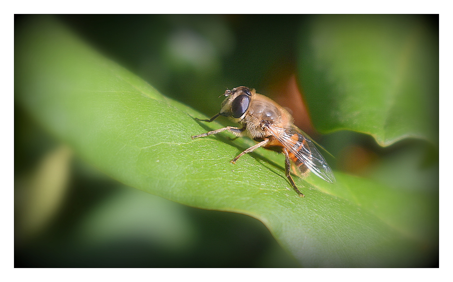 au jardin