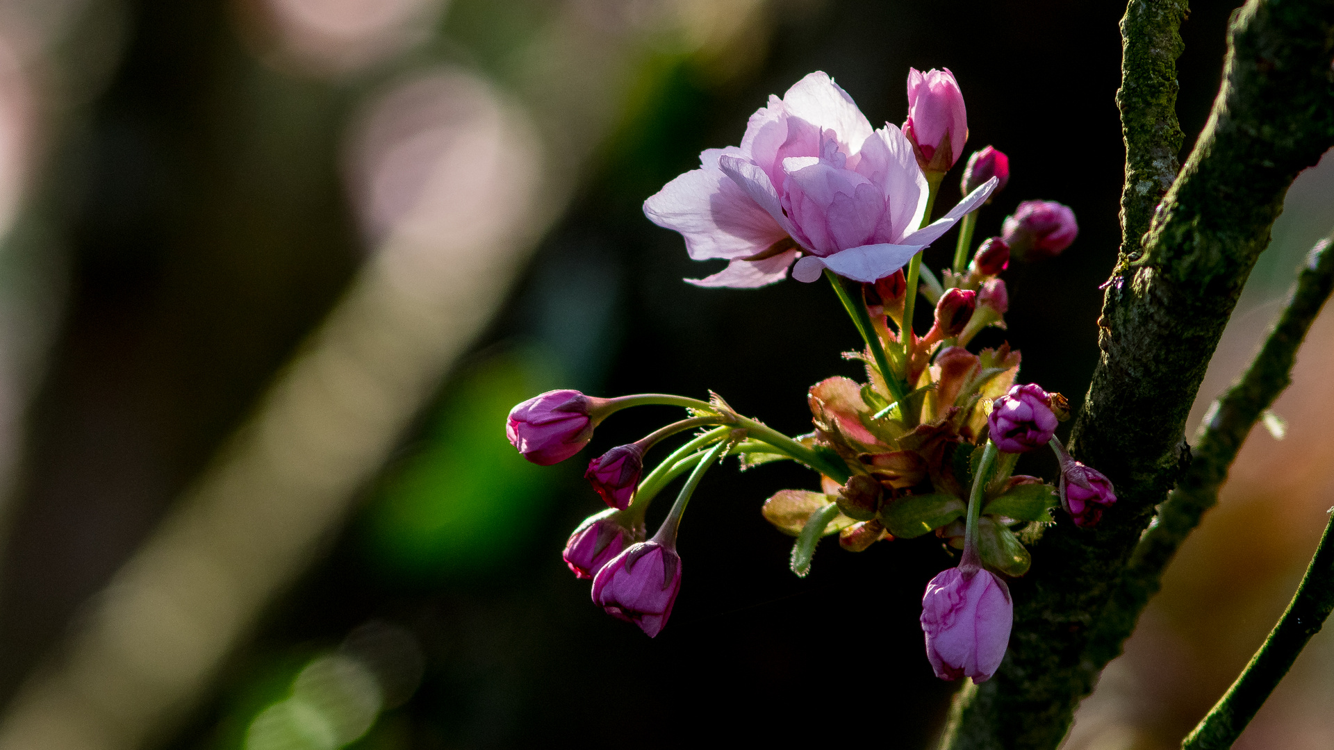 Au jardin ce printemps