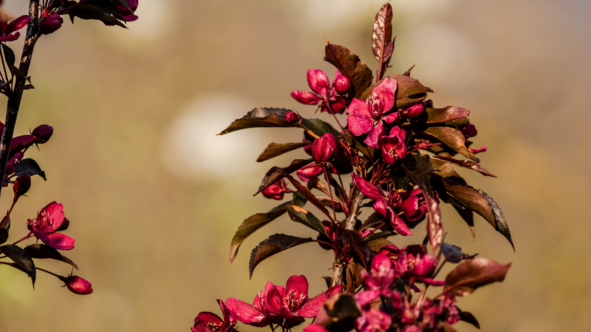 Au jardin ce printemps