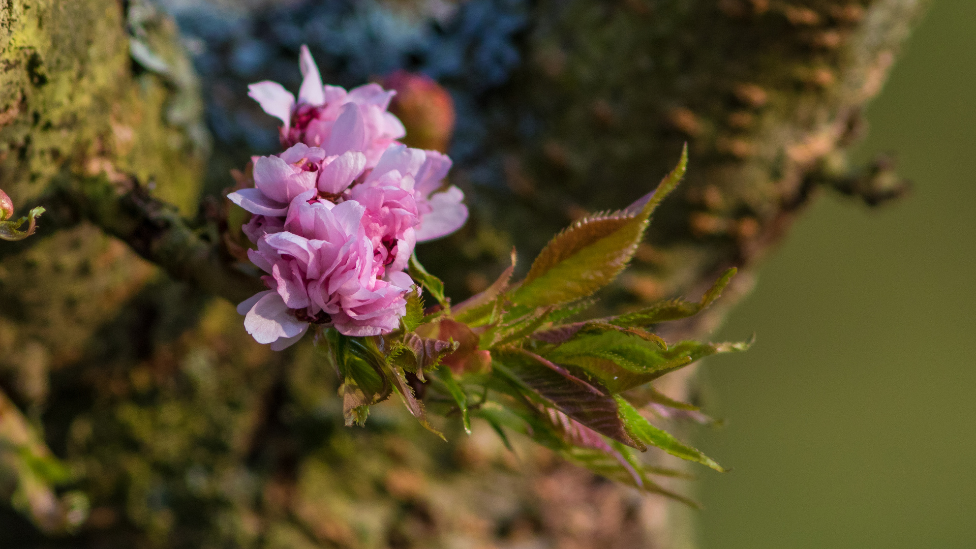 Au jardin ce printemps