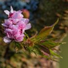 Au jardin ce printemps