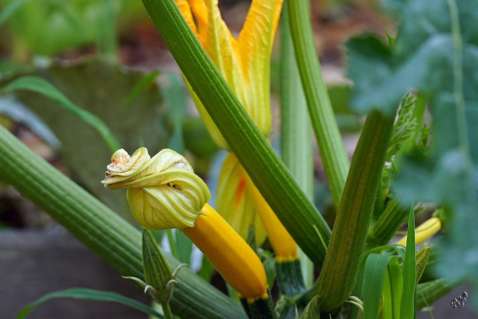 Au jardin.... courgette