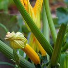 Au jardin.... courgette